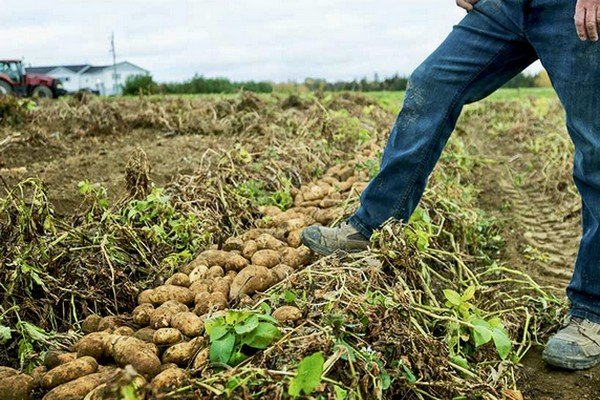 UNB&rsquo;s McKenna Institute announces investment in digital agriculture led by McCain Foods